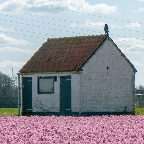 Landshed near Voorhout