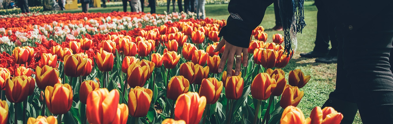Woman touching tulips at Keukenhof Woman touching tulips at Keukenhof