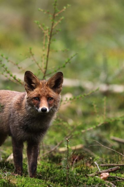 Fox National Parc De Hoge Veluwe