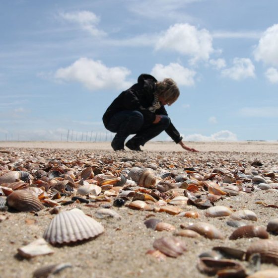 Zeeland woman serches for shells on the beach Walcheren Vrouwenpolder 