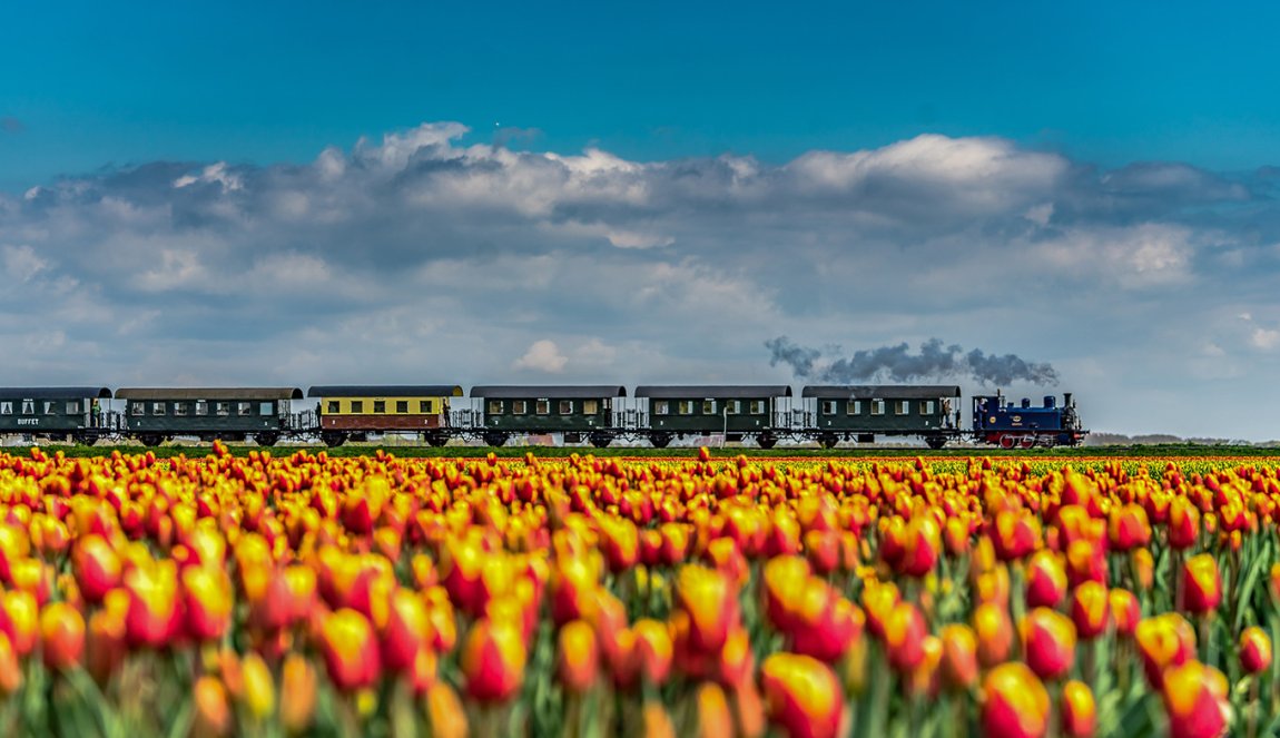 Steamtram and yellow red tulips