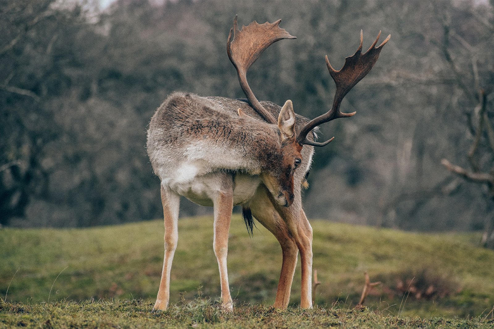 Bentveld deer in the woods