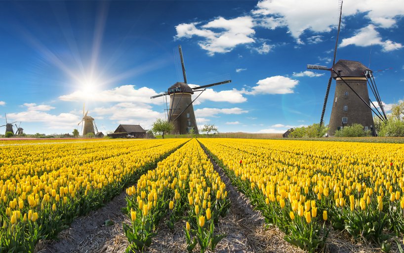 History Of Tulips In Holland Holland Com