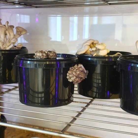 Regional products Fryslan Fungies