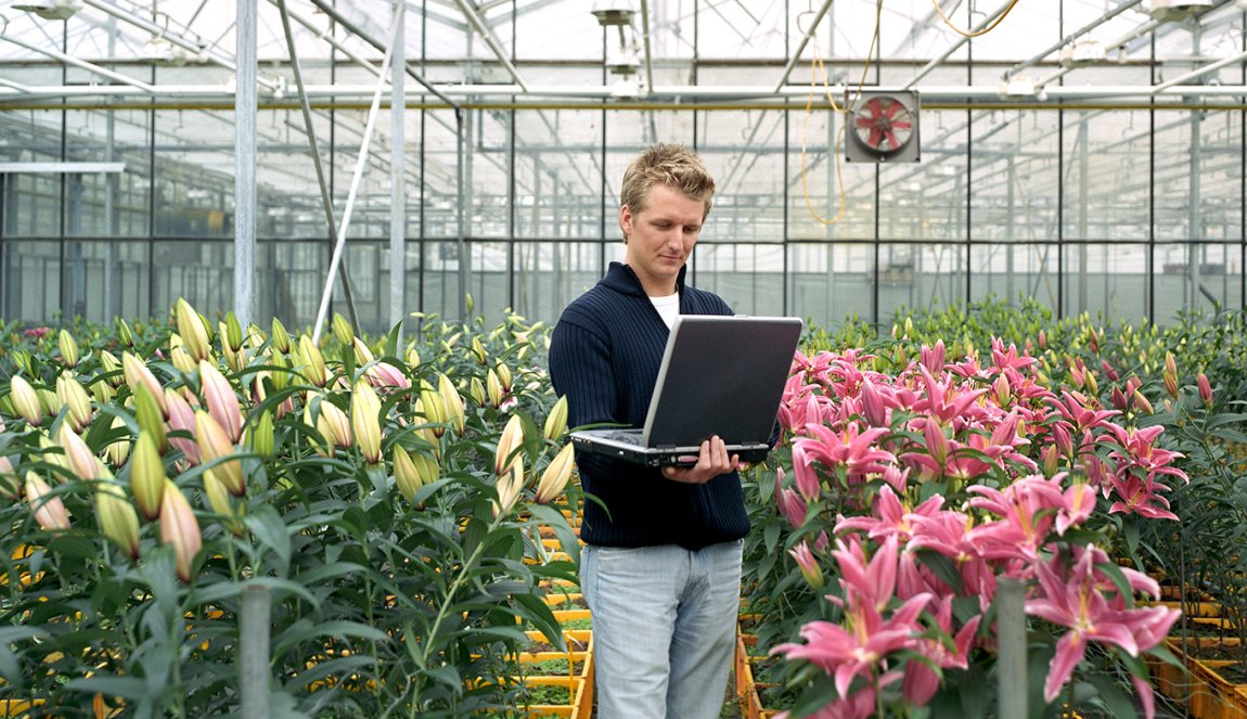 Man monitoring flowers in a greenhouse