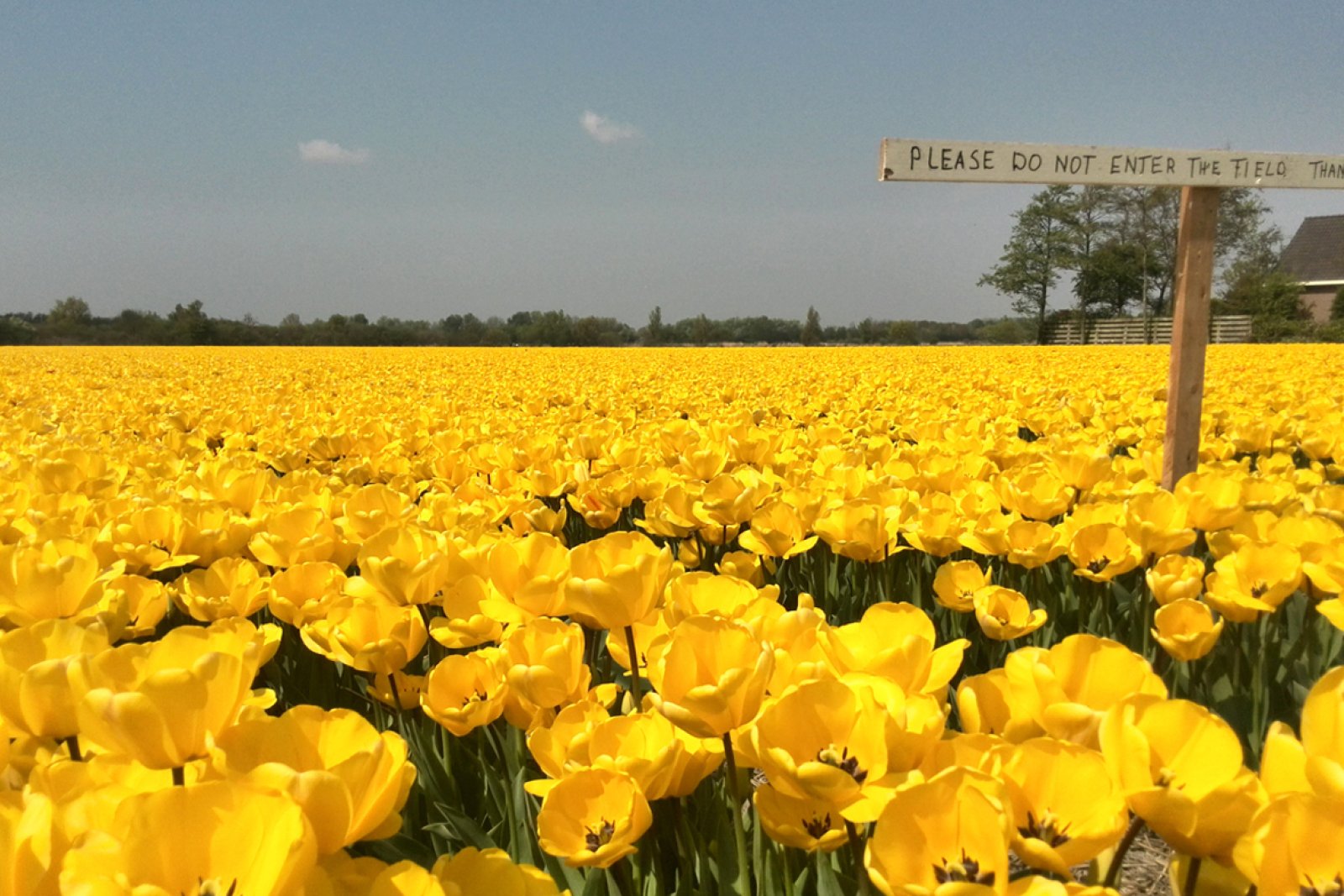 Yellow tulip field bulb region