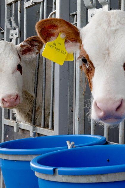 Floating Farm Rotterdam calves close up