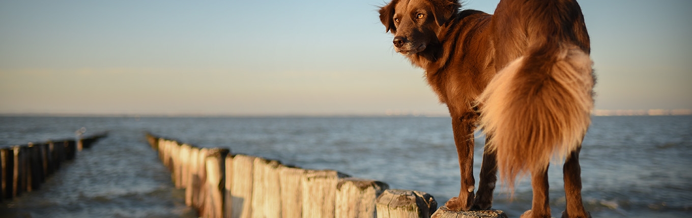 Dog at the beach in Zeeland, the Netherlands Dog at the beach in Zeeland, the Netherlands