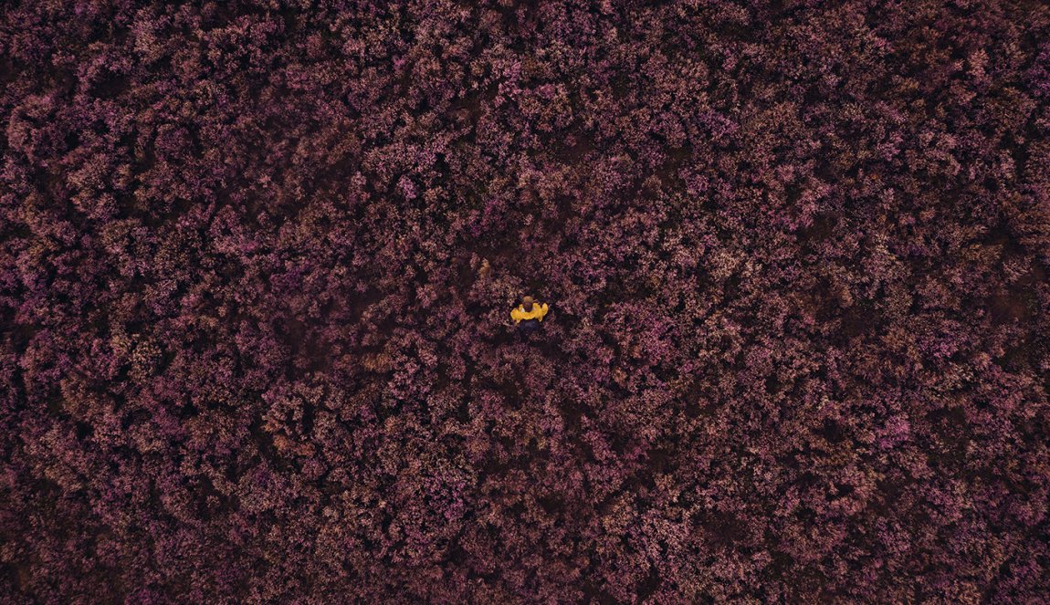 Drone photo moors in Drenthe with person in yellow jacket Drone photo moors in Drenthe with person in yellow jacket