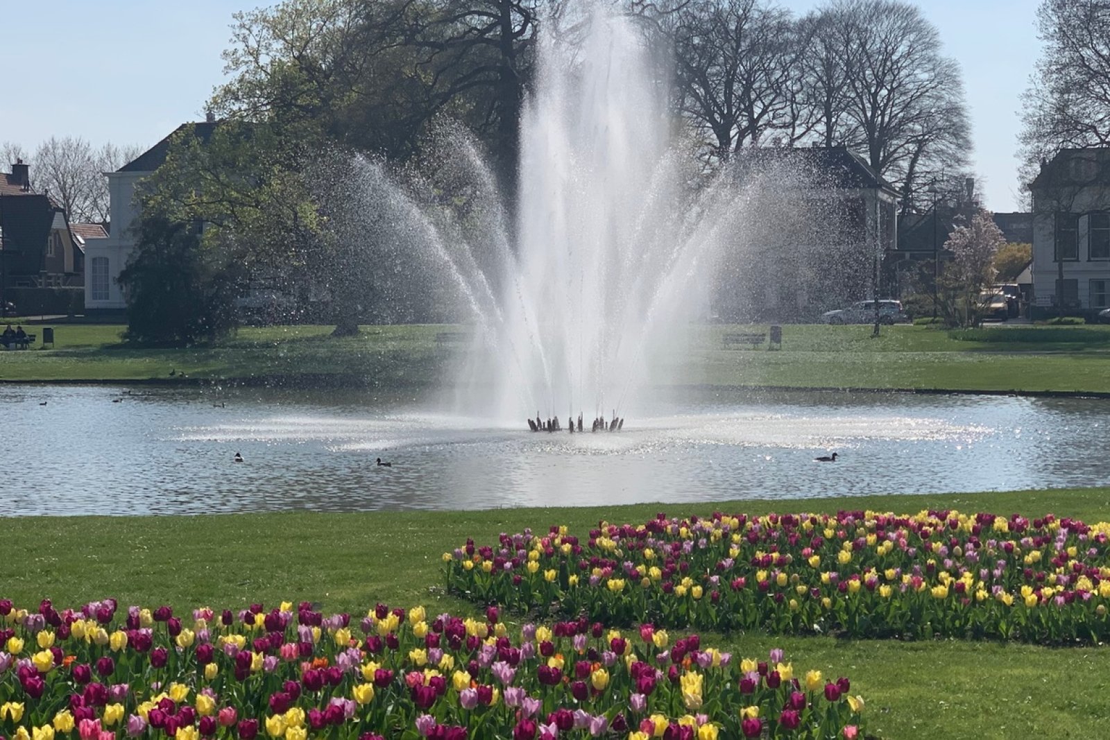 Apeldoorn oranjepark tulips