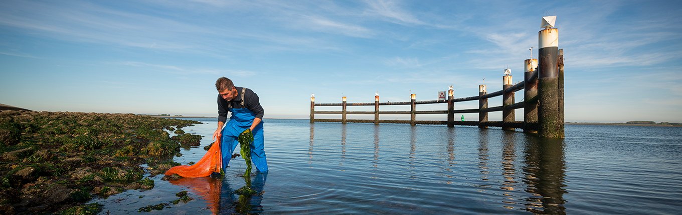 Oogsten van zeewier bij Yerseke Oogsten van zeewier bij Yerseke