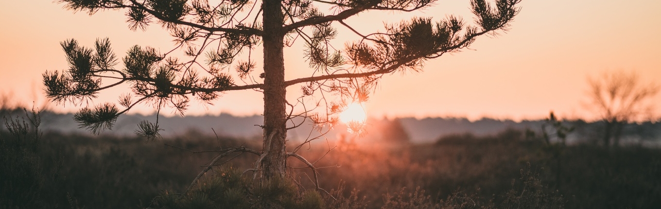 Sunrise Loonse en Drunense Duinen