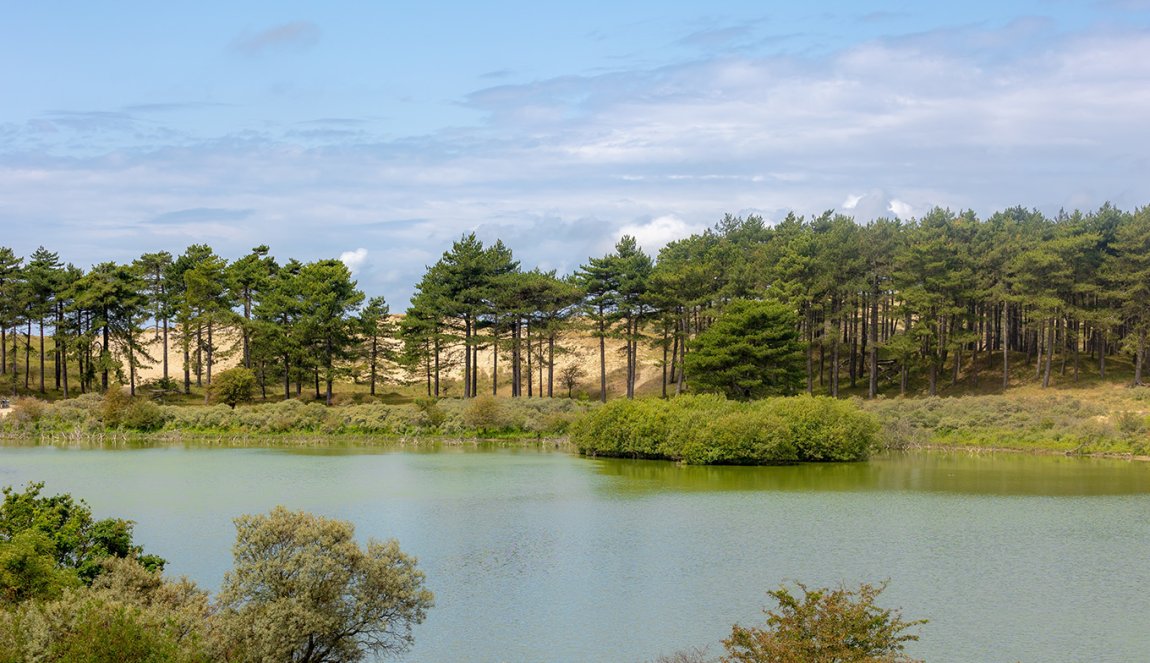 View of Vogelmeer and the pine forest in Zuid-Kennemerland National Park