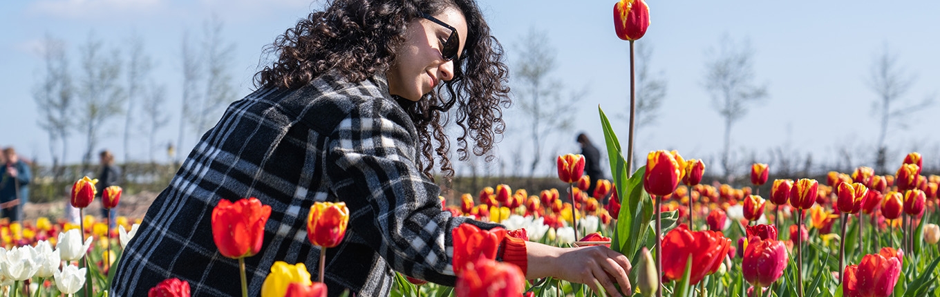 Lady in Picking Garden picks tulips Lady in Picking Garden picks tulips