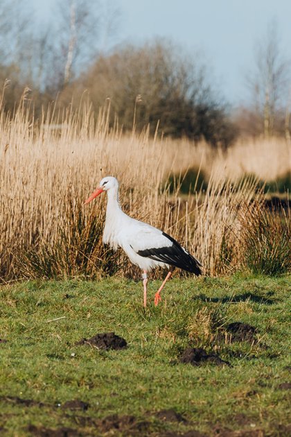 A stork walking in the Alde Feanen