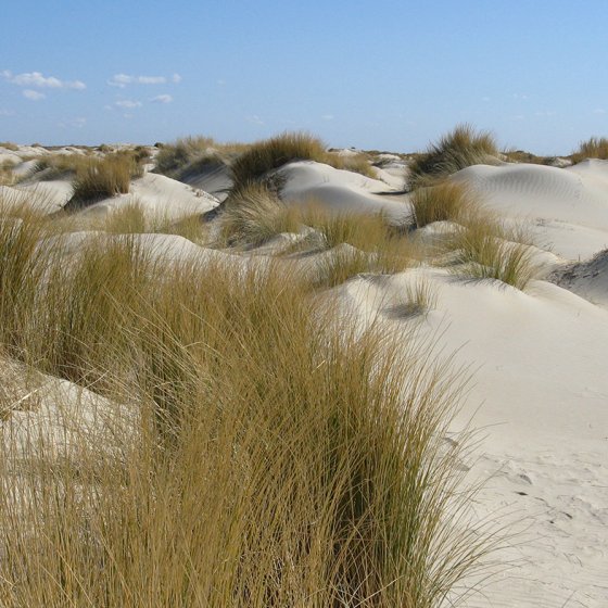 National parc Dunes of Texel The Hors