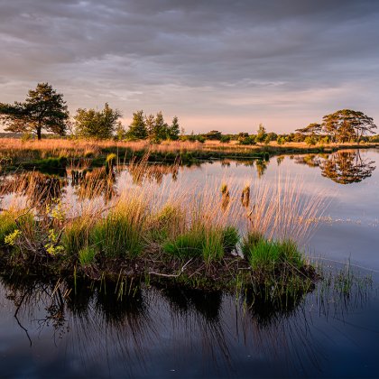 Trees and sunset frame a scenic lake and a sprawling moorland in the Dwingelderveld National Park