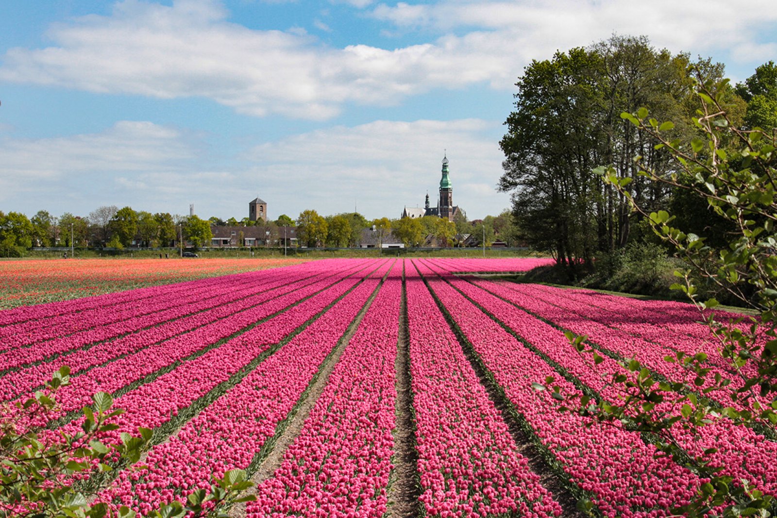 Bulb field Van Lyndenweg Lisse