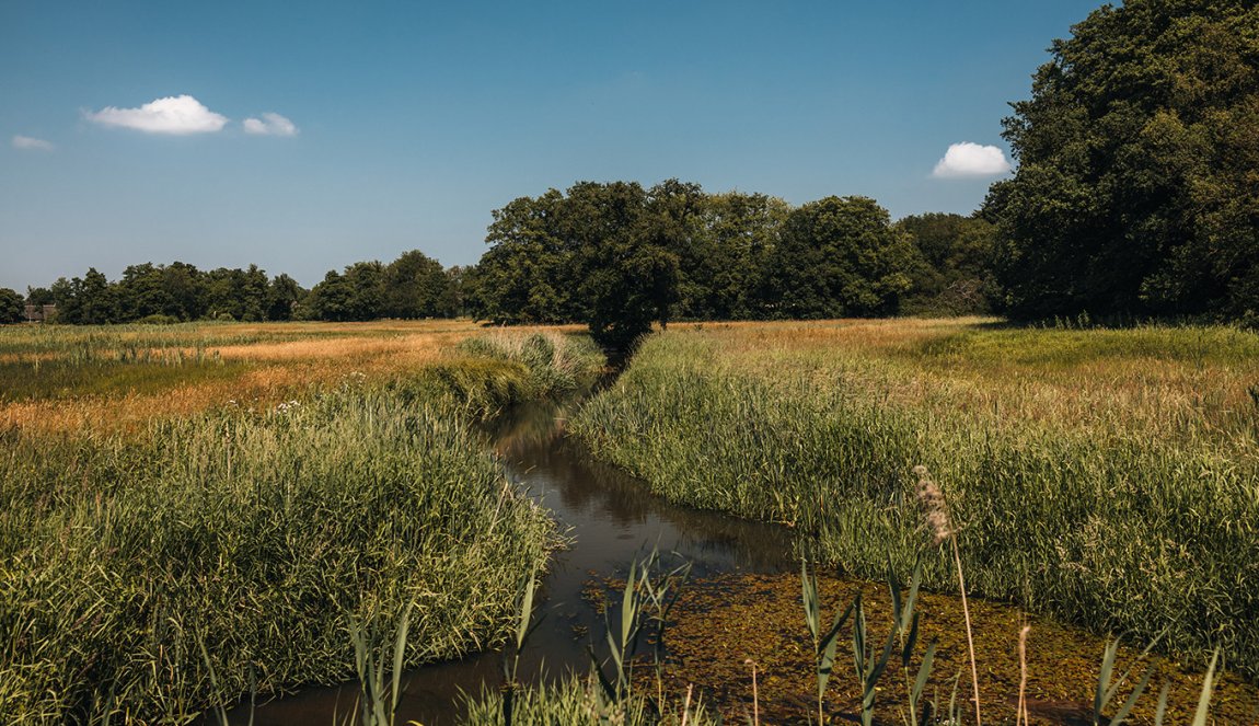 Green grassland Drents landschap Green grassland Drents landschap