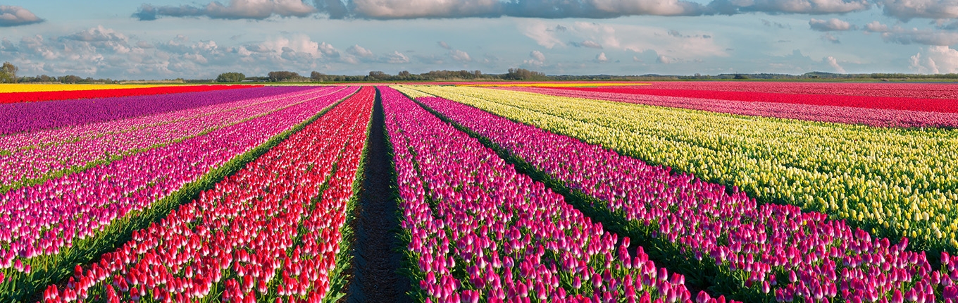 Colorful tulip field 