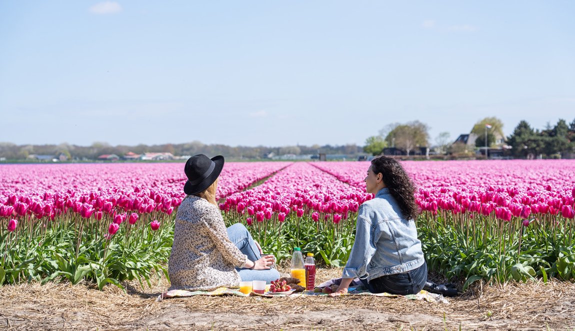 Picnicking along the tulip field