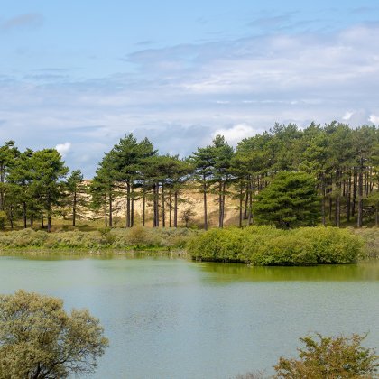View of Vogelmeer and the pine forest in Zuid-Kennemerland National Park