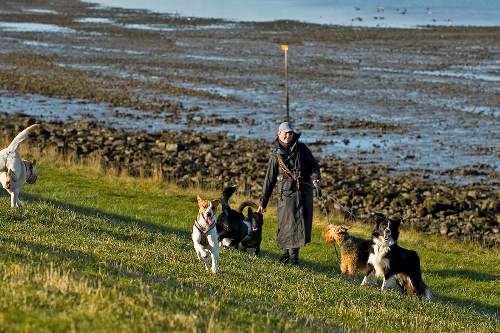Walking with dogs in Katseveer Zeeland