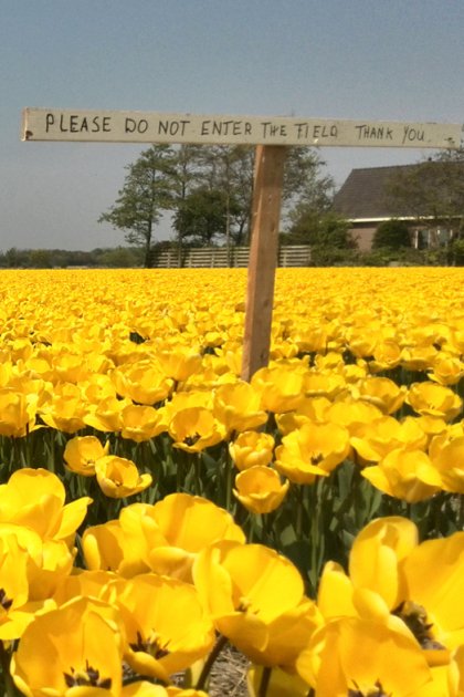 Yellow tulip field bulb region