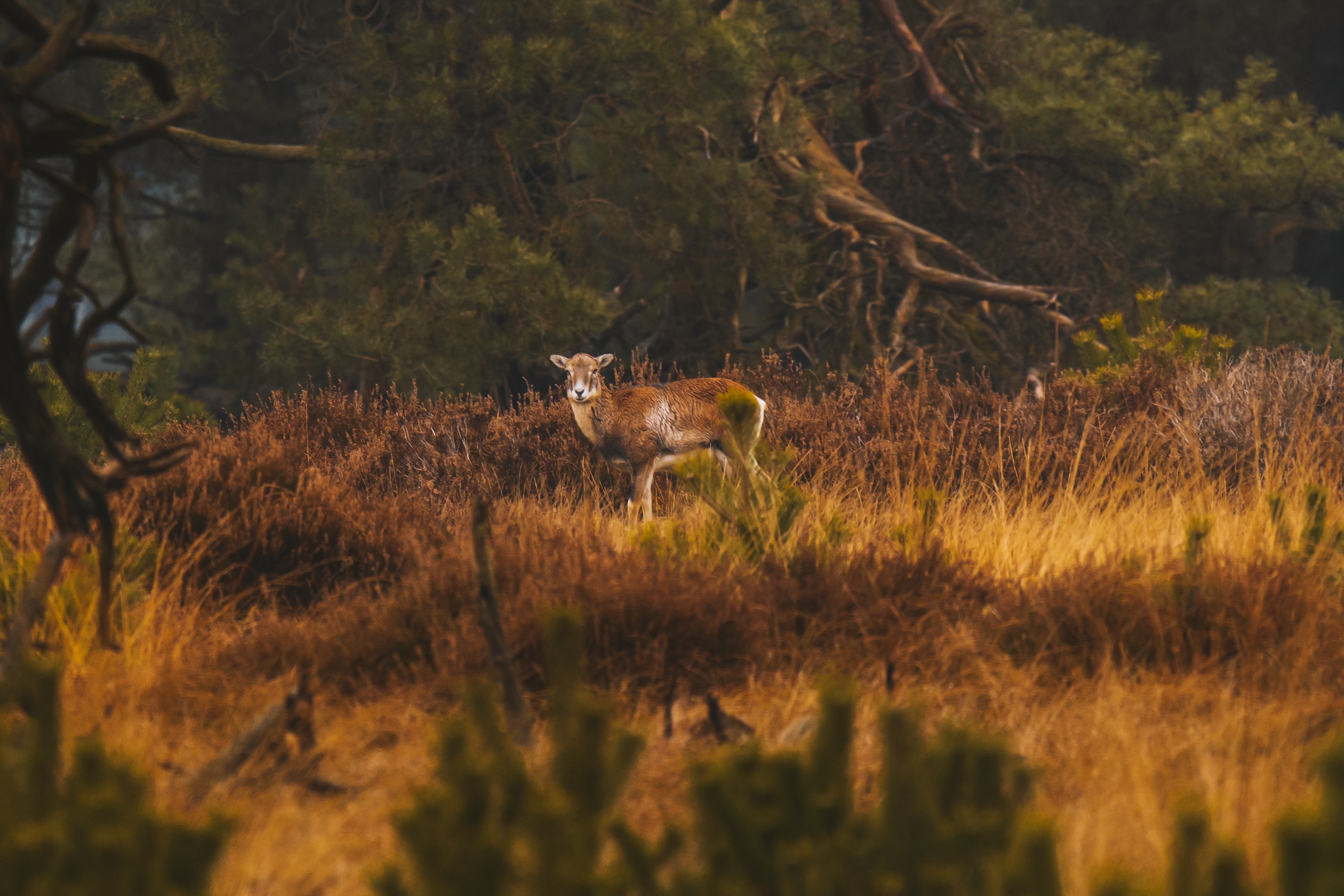 Veluwe with deer in the woods
