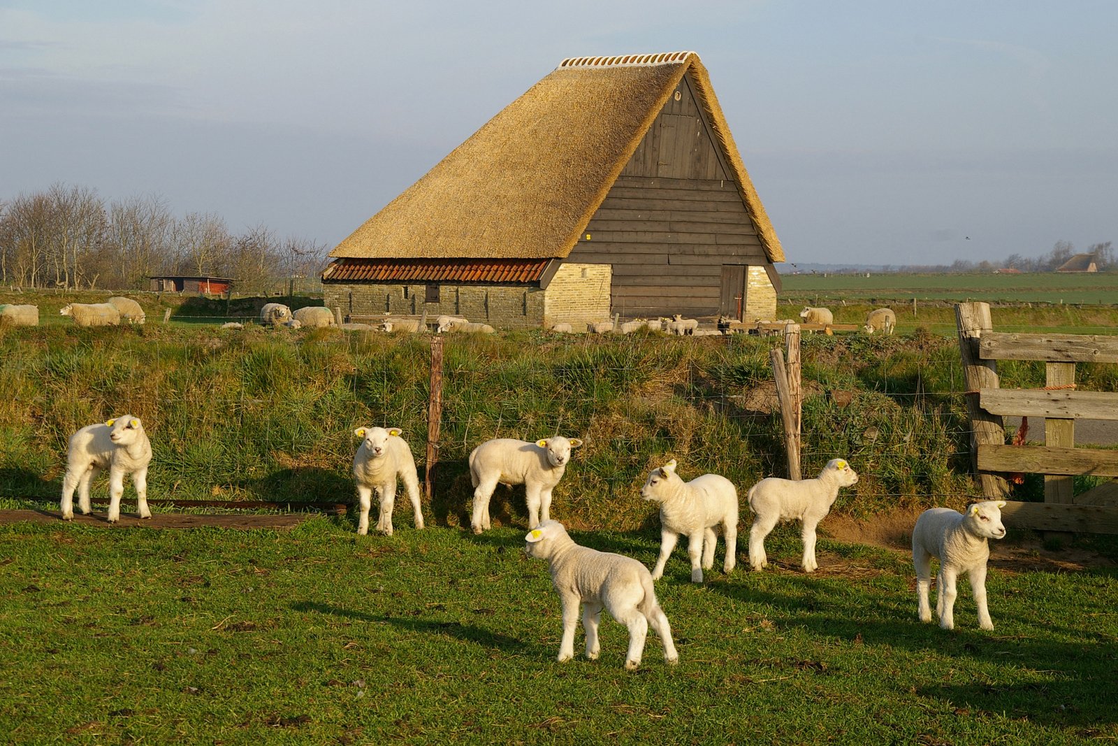 Little lams on a farm on Texel