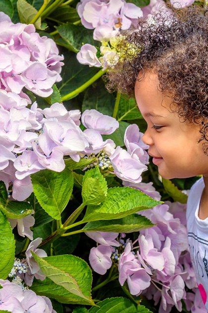Toddler girl smells hydrangea flowers