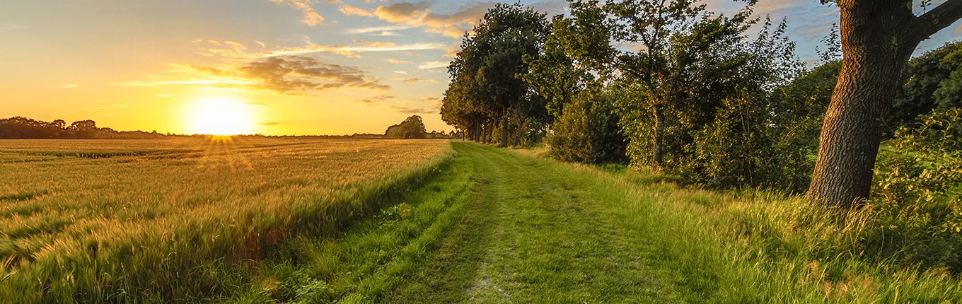 Dutch landscape with wheat field during sunrise Dutch landscape with wheat field during sunrise