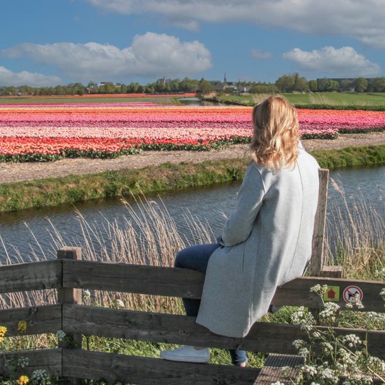 Lady on fence enjoys flower fields in Lisse in the Bulb Region
