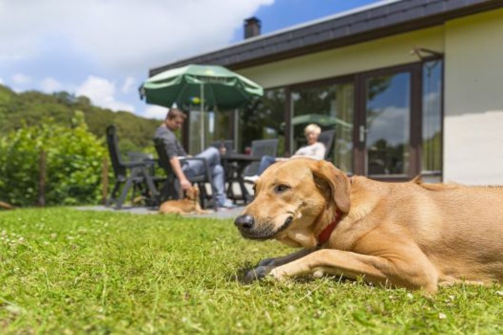 landal park mit hund