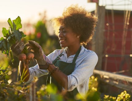 Afro lady inspects beet community urban garden Afro lady inspects beet community urban garden