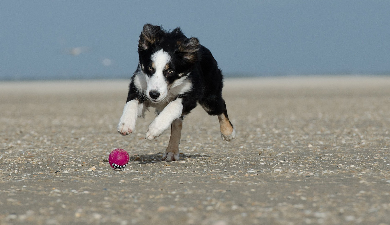 Mit Dem Hund Am Strand Holland Com