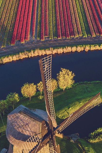 Schermer nature reserve with windmills and tulips