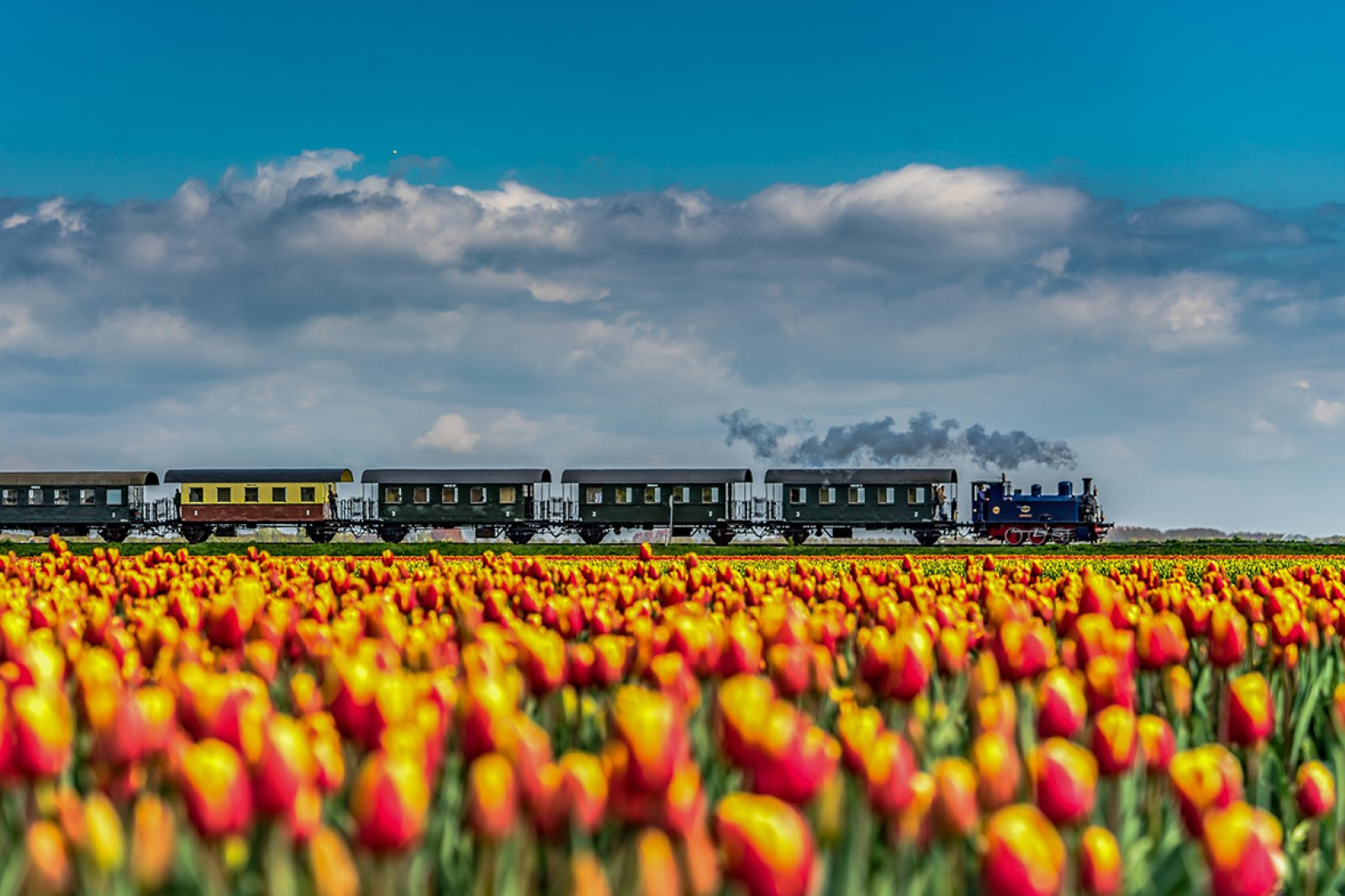 Steamtram and yellow red tulips
