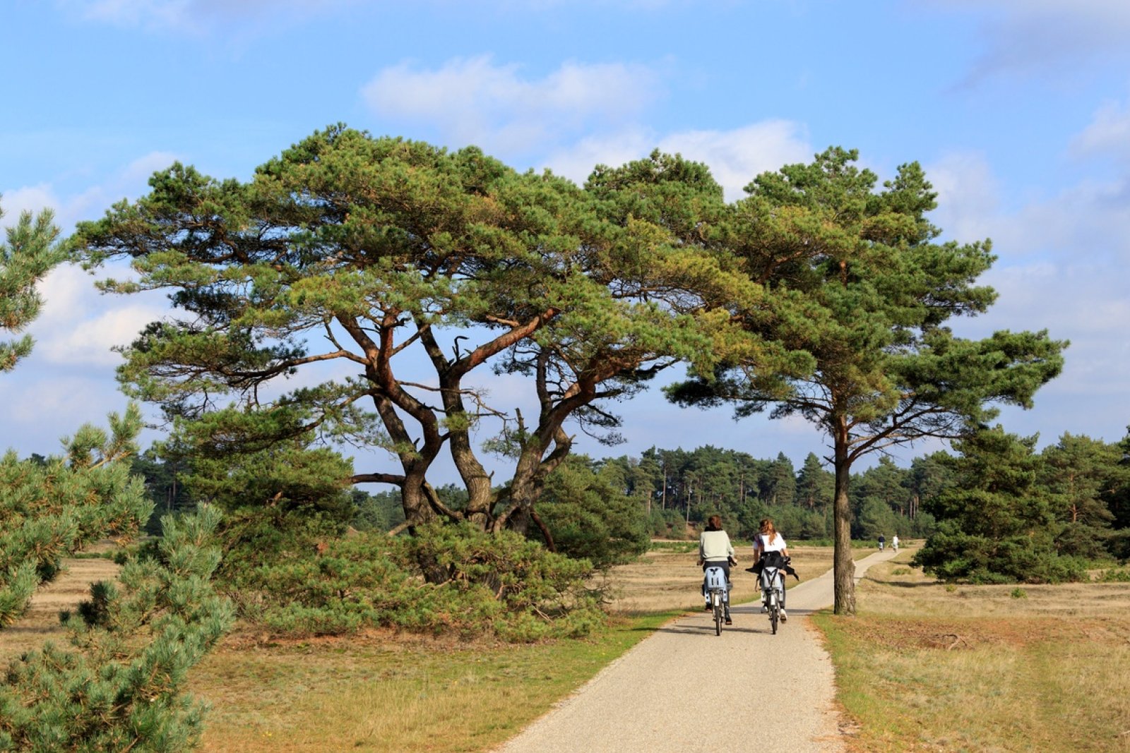 Two people cycling in National parc De Hoge Veluwe