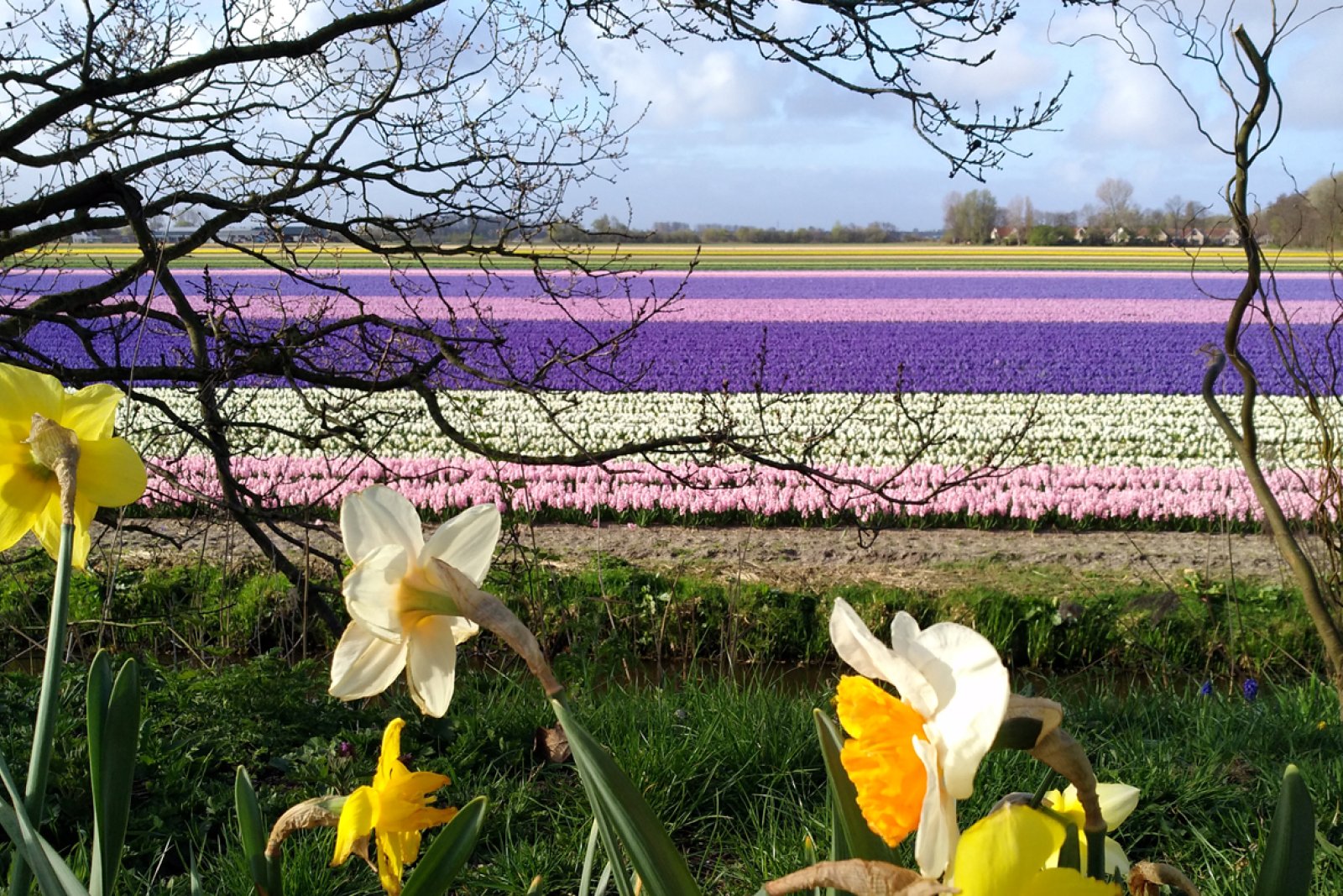 Bulb field with hyacinths and daffodils