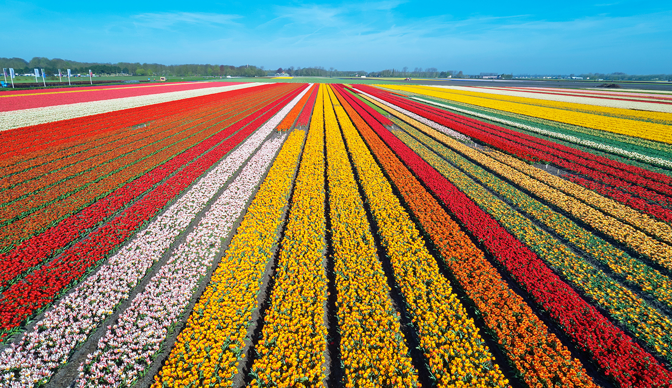Descubra 48 kuva les tulipes en hollande - Thptnganamst.edu.vn