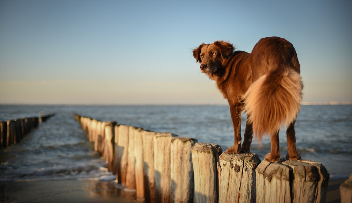 Dog at the beach in Zeeland, the Netherlands