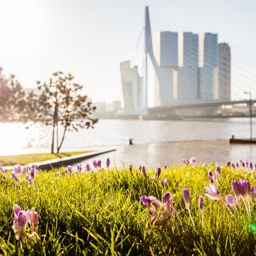 Spring in Rotterdam