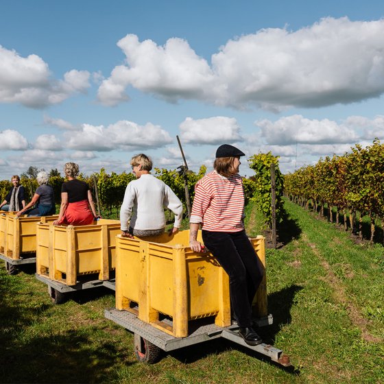 Betuws Wijndomein maakt Nederlandse wijn