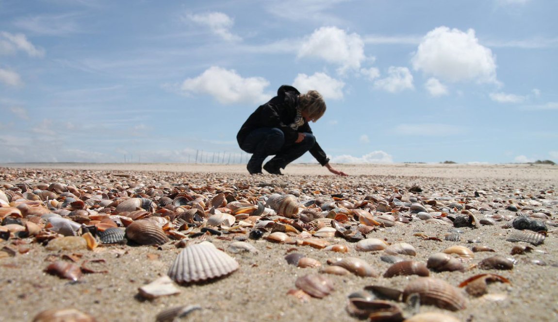 Zeeland woman serches for shells on the beach Walcheren Vrouwenpolder 