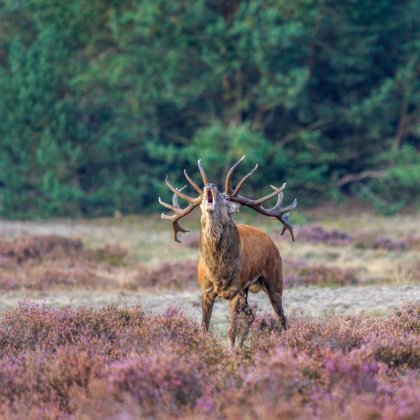 Deer in NP de Hoge Veluwe