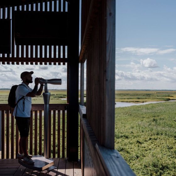 Oostvaardersplassen man with binoculars 