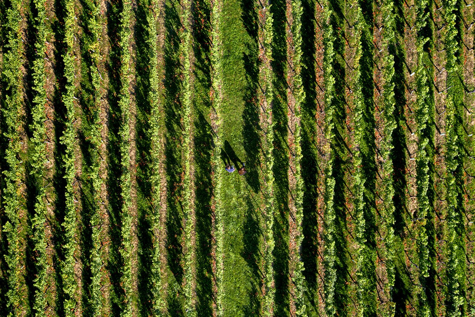 Aerial shot of 2 people walking through a vineyard in Limburg