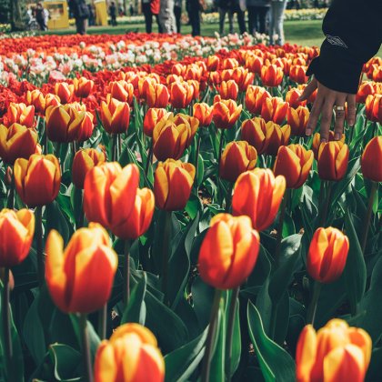 Woman touching tulips at Keukenhof