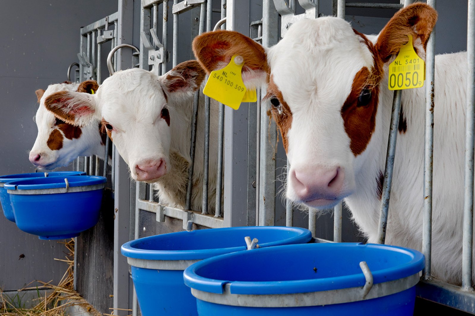 Floating Farm Rotterdam calves close up